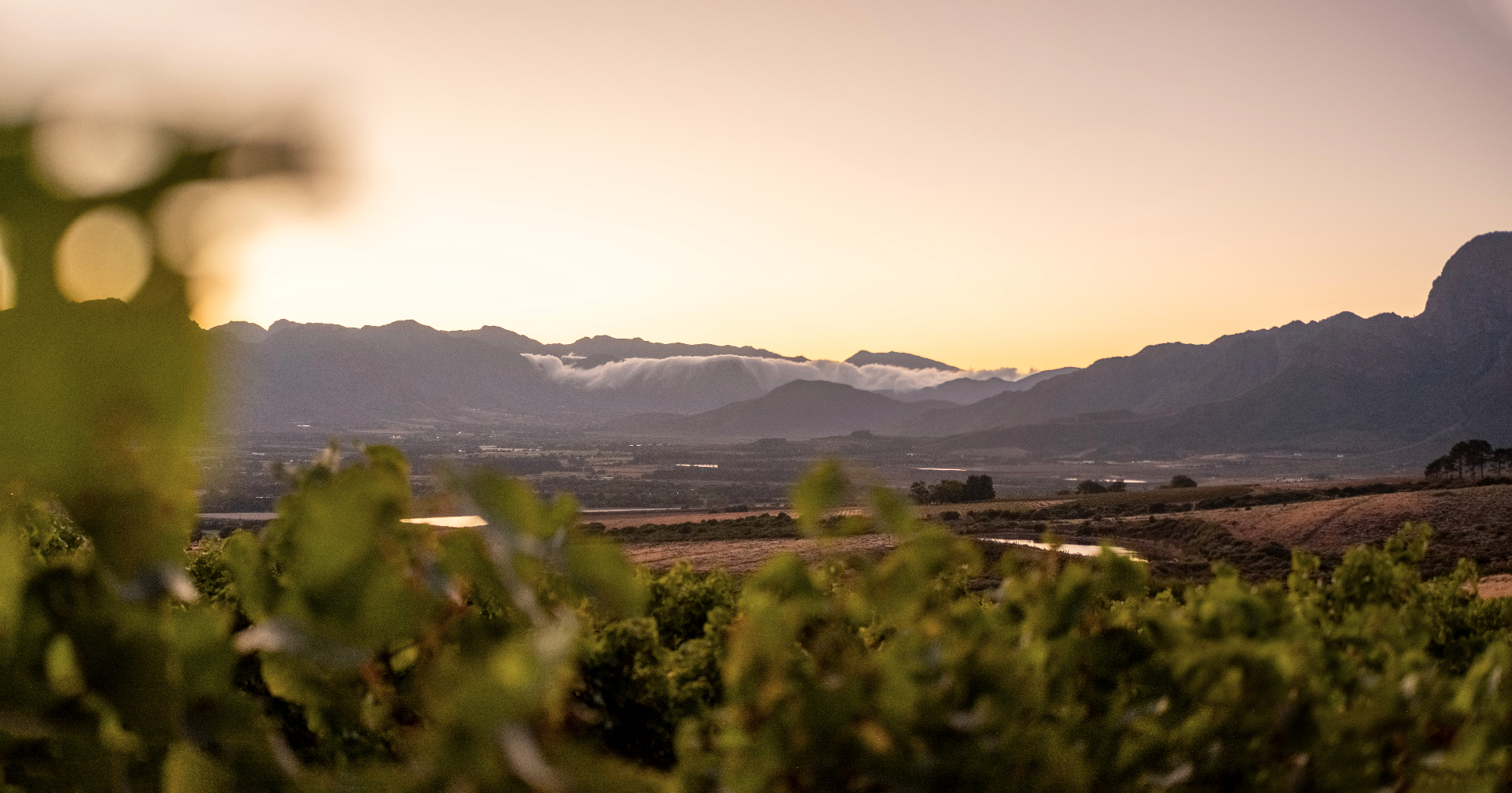 Sunset over Plaisir vineyards with the Franschhoek mountains in the distance