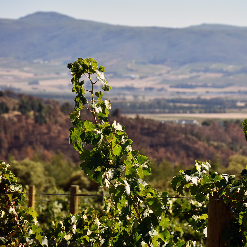 view of the vineyards in Franschhoek winelands